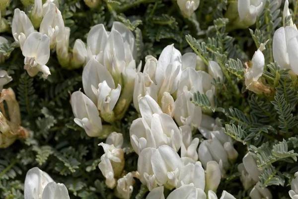 Flores de la lechuga Astragalus angustifolius —  Fotos de Stock