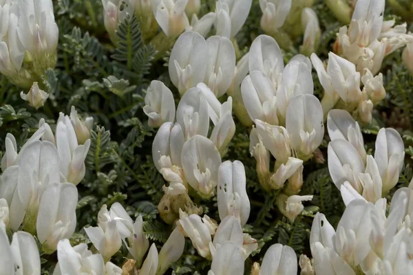 Цветы молочного растения Astragalus angustifolius — стоковое фото