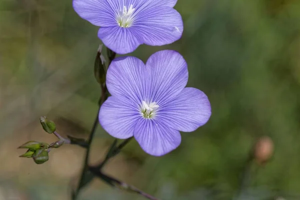 Asiatiskt lin (Linum Auktor) — Stockfoto