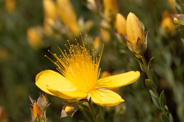 Flor do hipericão Hypericum polygonifolium — Fotografia de Stock