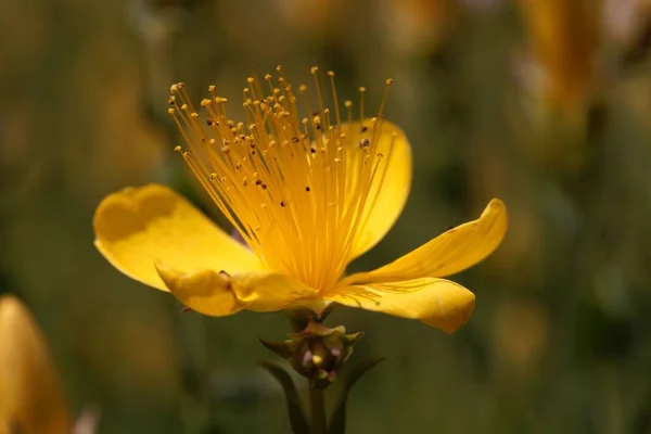 Flor do hipericão Hypericum polygonifolium — Fotografia de Stock