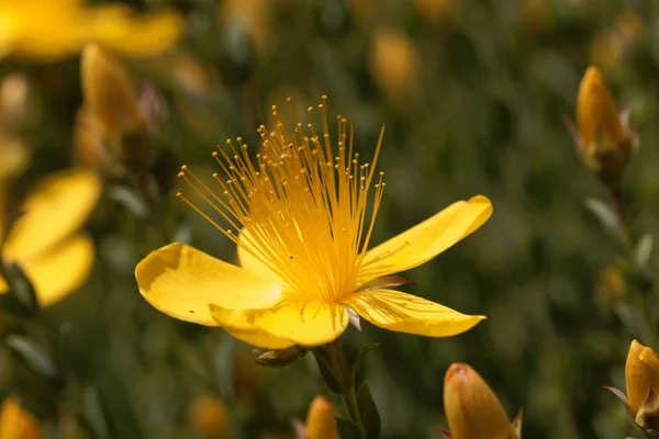 Flower of the St John's-wort Hypericum polygonifolium — Stock Photo, Image