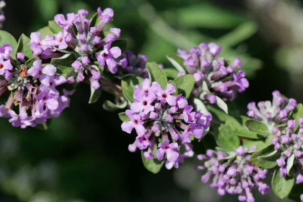 Blüten eines alternativblättrigen Schmetterlingsstrauches (buddleja alternifolia)) — Stockfoto