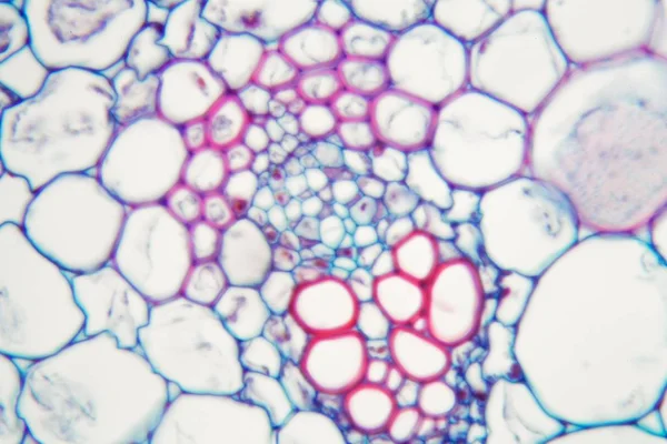 Cellules d'une vapeur de buttercup (Caltha palustris ). — Photo