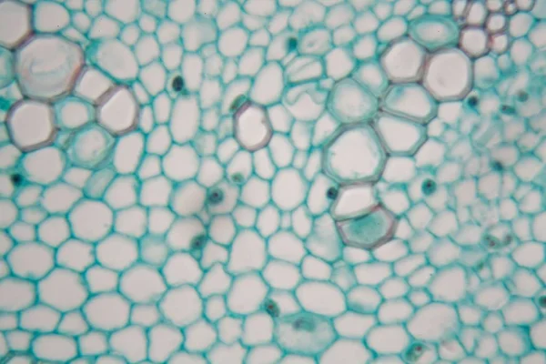 Células de um jovem vapor de feijão largo (Vicia faba ). — Fotografia de Stock