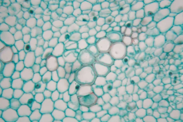 Genç bir geniş fasulye buhar hücreleri (Vicia faba). — Stok fotoğraf