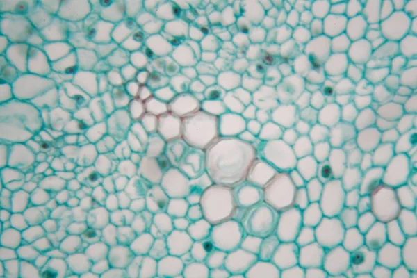 Cellen van een jonge brede bonen stoom (Vicia faba). — Stockfoto