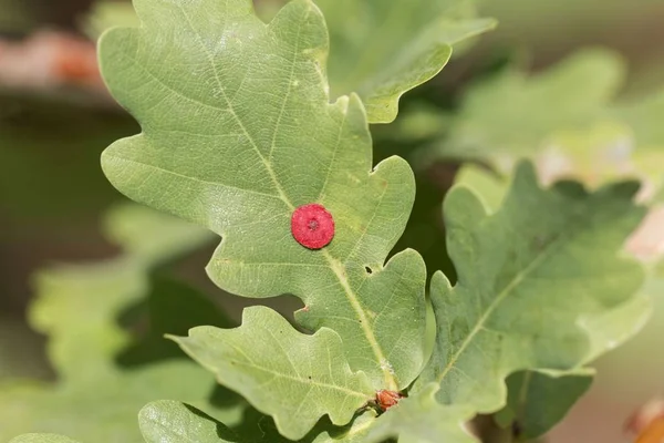 Lentejuela roja común de la agalla Neuroterus quercusbaccarum —  Fotos de Stock