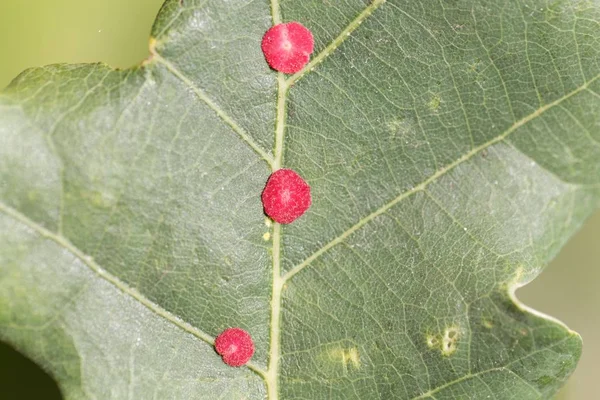 Lentejuela roja común de la agalla Neuroterus quercusbaccarum —  Fotos de Stock