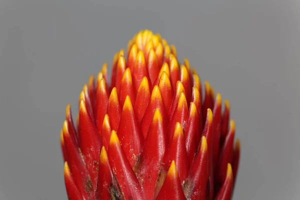 Flor del Guzmania híbrido tala — Foto de Stock