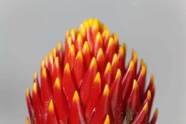 Flor del Guzmania híbrido tala — Foto de Stock