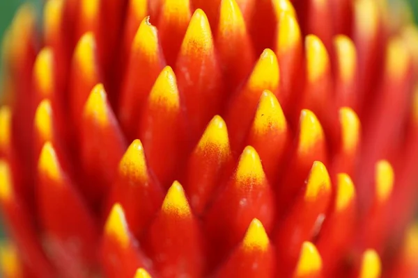 Guzmania hibrid tala çiçeği — Stok fotoğraf