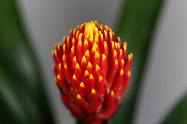 Guzmania hibrid tala çiçeği — Stok fotoğraf