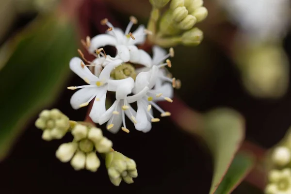 Flores de un Siete Hijo Bush (Heptacodium miconioides ) — Foto de Stock