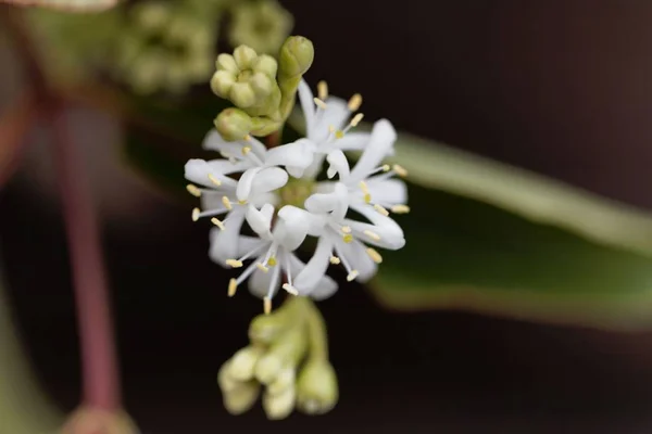 Flores de un Siete Hijo Bush (Heptacodium miconioides ) —  Fotos de Stock