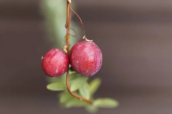 树枝上的两个小红莓 — 图库照片