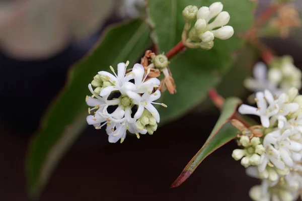 Flores de un Siete Hijo Bush (Heptacodium miconioides ) — Foto de Stock