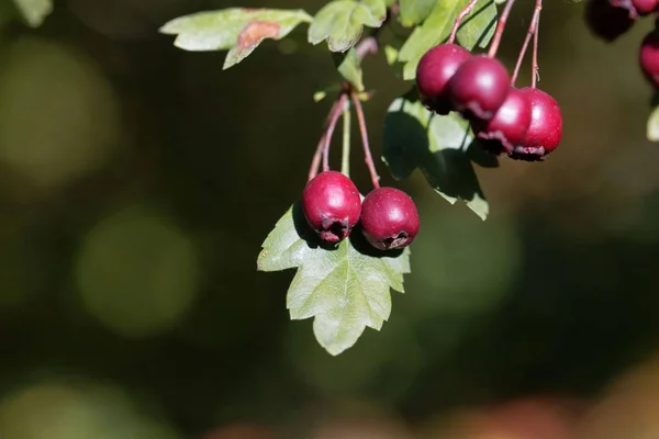 Bär av en gemensam hagtorn (Crataegus monogyna) — Stockfoto