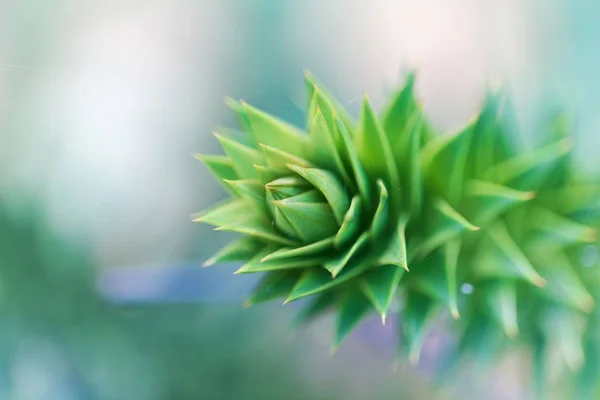 Blätter eines Affen-Puzzlebaums (araucaria araucana)) — Stockfoto