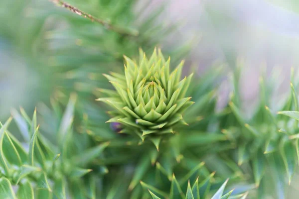 Blätter eines Affen-Puzzlebaums (araucaria araucana)) — Stockfoto