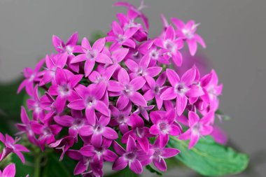 Mısır yıldız kümesi (Pentas lanceolata)