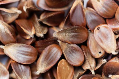 Bir Avrupa kayın ağacının kayın fındık