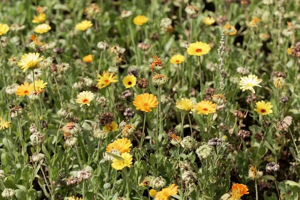 Flores de caléndula común (Calendula officinalis — Foto de Stock