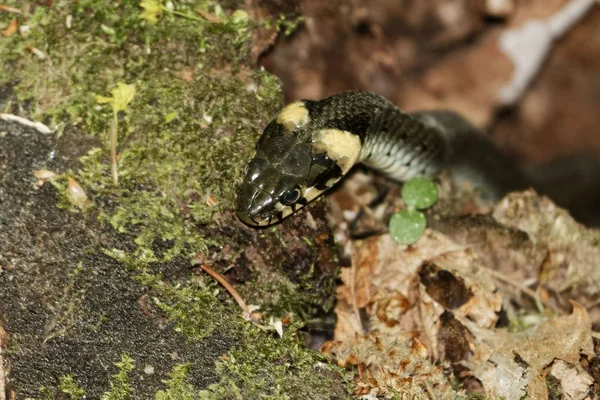Cabeça de uma cobra de grama (Natrix natrix ) — Fotografia de Stock