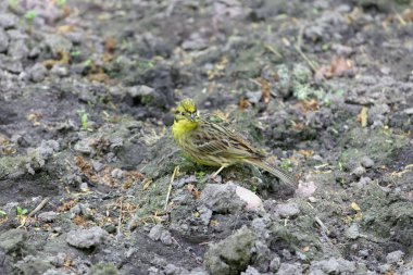 Yellowhammer kuş (Emberiza citrinella) koyu kahverengi toprak üzerinde