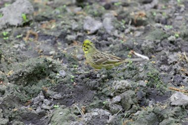 Yellowhammer kuş (Emberiza citrinella) koyu kahverengi toprak üzerinde