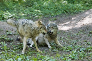 Gri kurt oynamak (Canis lupus)