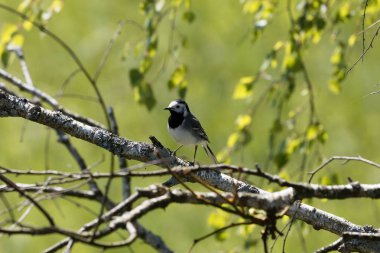 Beyaz wagtail (Motacilla alba) bir dal üzerinde