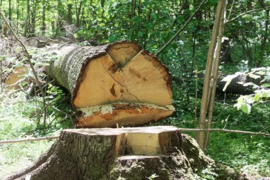 Ormanda hewed ağaç.