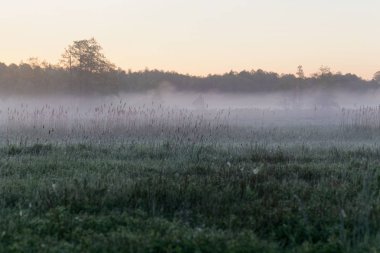 Sabahın erken saatlerinde Polonya Bialowieza Milli Parkı Peyzaj