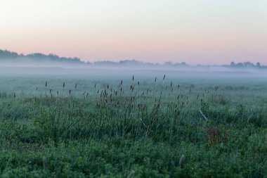 Sabahın erken saatlerinde Polonya Bialowieza Milli Parkı Peyzaj