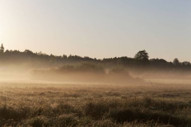 Polonya Bialowieza Milli Parkı Meadows