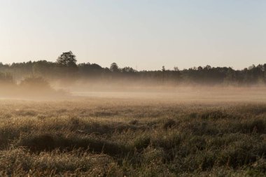 Polonya Bialowieza Milli Parkı Meadows