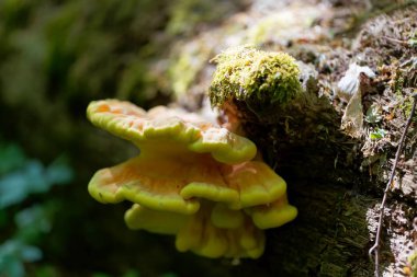 Braket mantar sülfür polipore (Laetiporus sülfureus)