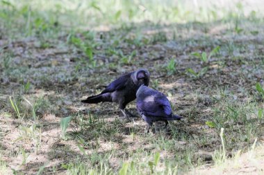 Batı jackdaws çifti (Coloeus monedula)
