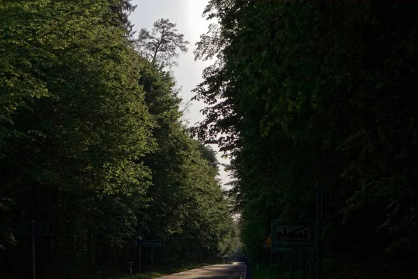 Droga w Białowieży w Polsce. — Zdjęcie stockowe