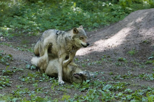 Spelar Gray Wolves (Canis lupus) — Stockfoto