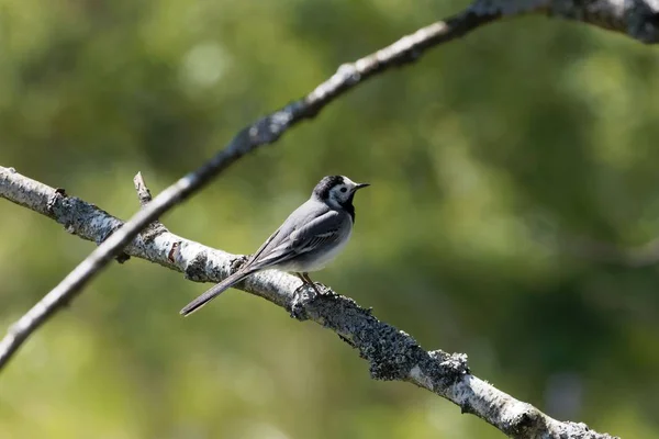 Белый хвост (Motacilla alba) на ветке — стоковое фото