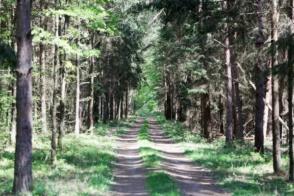 Droga w Białowieskiej Parku Narodowym w Polsce — Zdjęcie stockowe