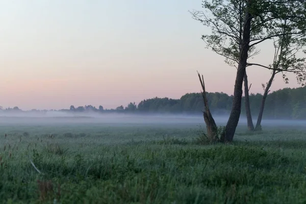 Landscape in the Bialowieza National Park in Poland at the early morning — Stock Photo, Image