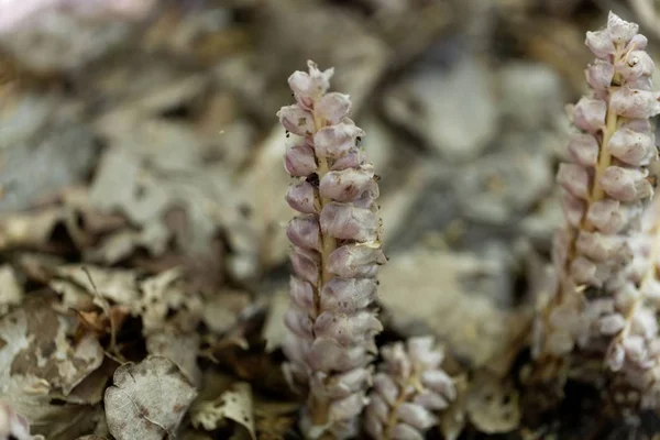 Common toothwort (Lathraea squamaria) on a forest floor — Stock Photo, Image