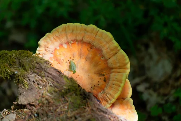 De beugel schimmel zwavel polypore (Laetiporus sulphureus) — Stockfoto