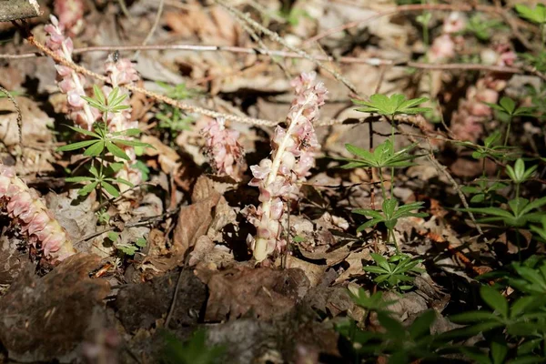 Common toothwort (Lathraea squamaria) on a forest floor — Stock Photo, Image