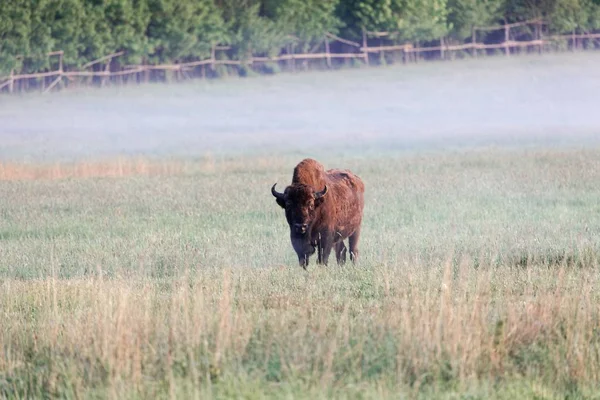 Európai bölény bika (Bison bonasus) réten kora reggel és köd. — Stock Fotó