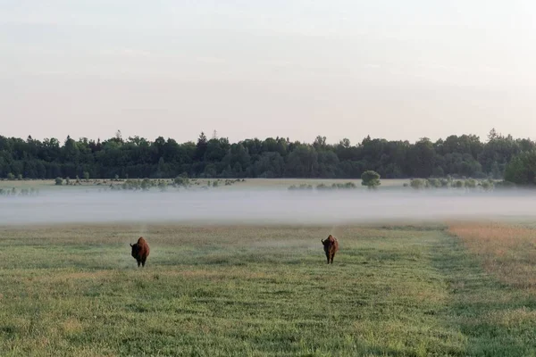 Pair of wild European bison bulls (Bison bonasus) on meadow in the Bialowieza National Park in Poland. — Stock Photo, Image