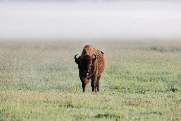 Európai bölény bika (Bison bonasus) réten kora reggel és köd. — Stock Fotó